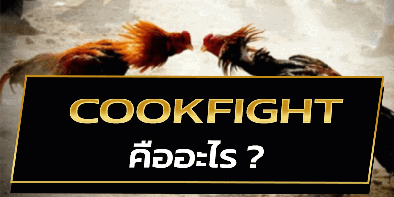 Cookfight คืออะไร